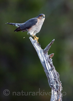 BB 11 0152 / Accipiter nisus / Spurvehauk